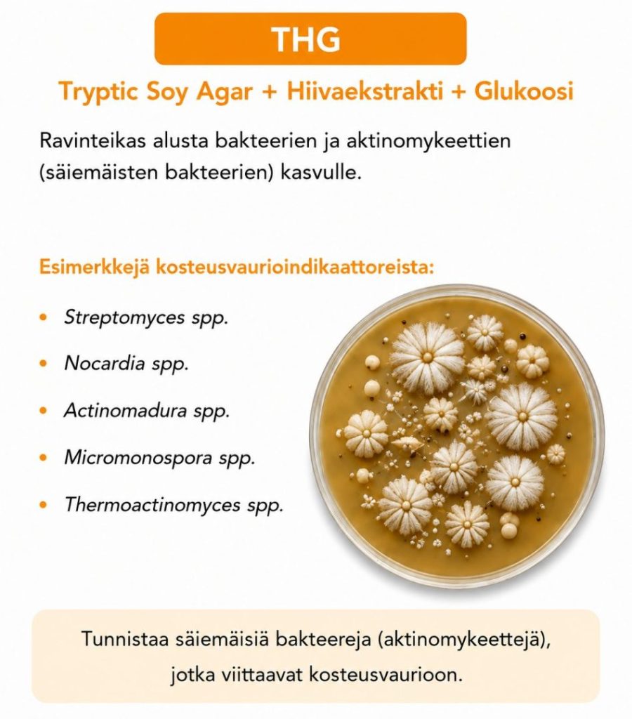 THG-malja sädesienten eli aktinomykeettien tutkimuksessa rakennusmateriaalinäytteestä