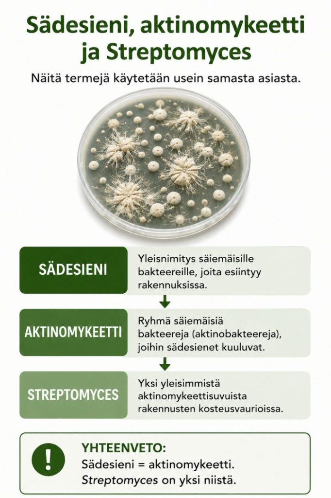 Sädesieni eli aktinomykeetti ja Streptomyces rakennusten mikrobitutkimuksessa